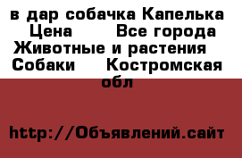 в дар собачка Капелька › Цена ­ 1 - Все города Животные и растения » Собаки   . Костромская обл.